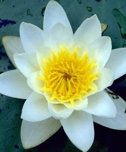 nénuphar blanc © Secrets de plantes