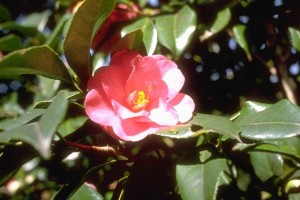 camélia