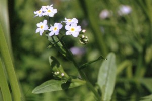 Myosotis