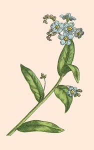 myosotis