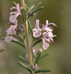 Fleur de romarin © Secrets de plantes
