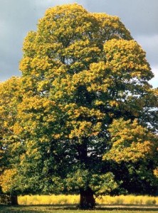 Châtaignier © Secrets de plantes