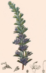 romarin