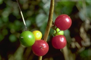 Fruits de tamier (Secrets de plantes)