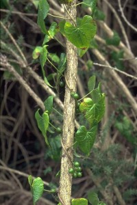 Tamier (Secrets de plantes)