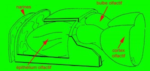 odorat