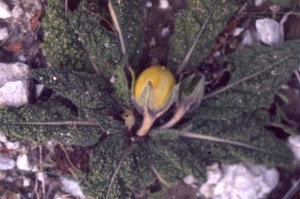 Mandragore © Secrets de plantes