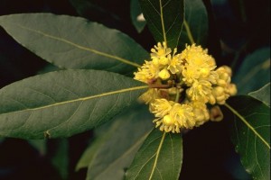 laurie4 laurier sauce