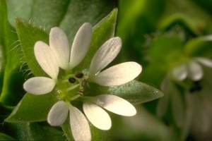 fleur de mouron © Secrets de plantes