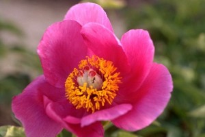 pivoine