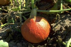 Potimaron © Secrets de plantes