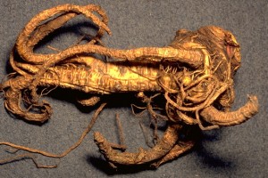 racine d'angélique © secrets de plantes