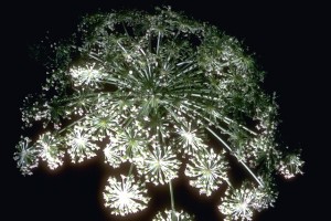 angélique © secrets de plantes