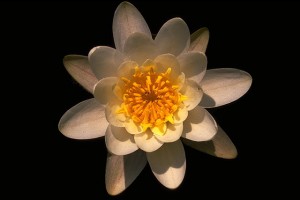 Nénuphar © Secrets de plantes