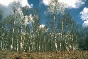 Bouleaux © Secrets de plantes