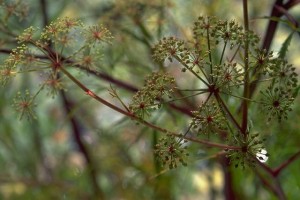 cigue ciguë © Secrets de plantes