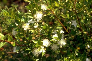 MYRTE2 myrte © Secrets de plantes