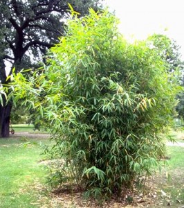 bambou © Secrets de plantes