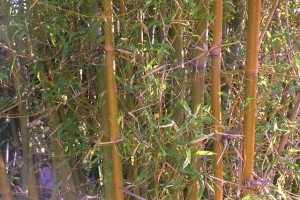 bambou © Secrets de plantes