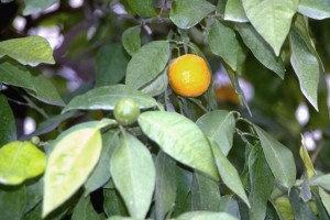 Bergamotier © Secrets de plantes