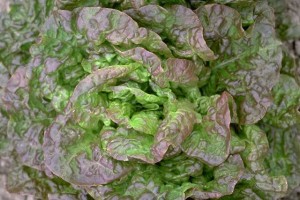 laitue © Secrets de plantes