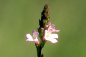 Fleur de verveine officinale © Secrets de plantes