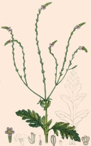 Verveine