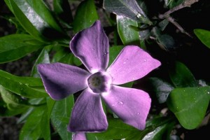 Petite pervenche © Secrets de plantes