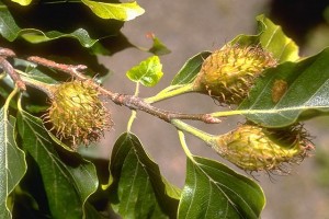 hetre12 hêtre © Secrets de plantes