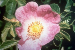 Rosier muscat © Secrets de plantes