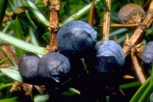baies de genièvre © Secrets de plantes