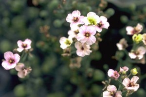 crambe maritime © Secrets de plantes