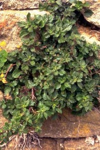 Pariétaire © Secrets de plantes