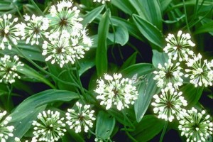 Fleurs d'ail © Secrets de plantes