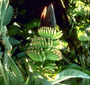 banan3 Bananes © Secrets de plantes