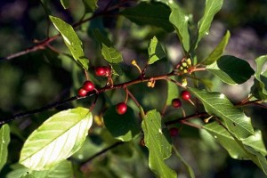 bourda3 Bourdaine © Secrets de plantes