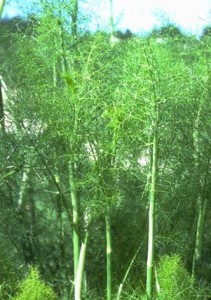 Fenouil © Secrets de plantes