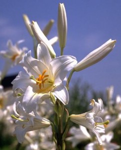 lys1 Lys blanc ©Secrets de plantes