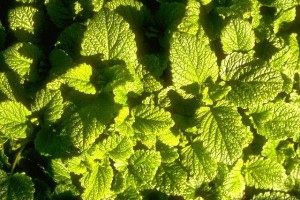 feuilles de mélisse © secrets de plantes