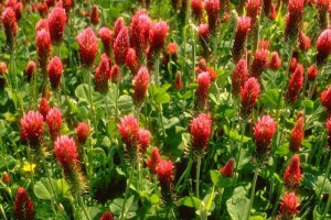 Trèfles © Secrets de plantes