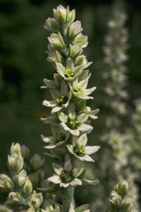 vérâtre © Secrets de plantes