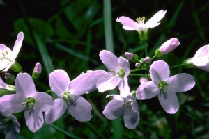 cardamine © Secrets de plantes