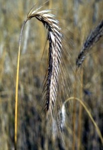 Seigle © Secrets de plantes