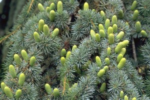 cèdre © Secrets de plantes