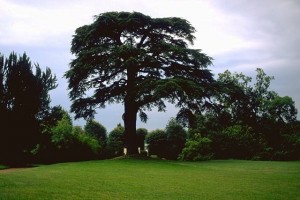 cèdre © Secrets de plantes