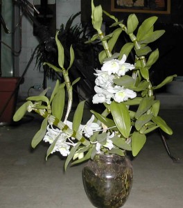 plante compagne