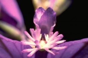 Polygala de Virginie © Secrets de plantes