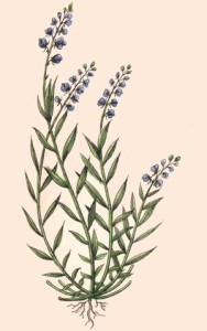 Polygala