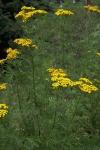 Tanaisie © Secrets de plantes