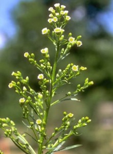 vergerette du Canada © Secrets de plantes